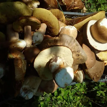 Vendégház Zodiac House Szamokov