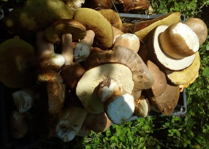 Gæstehus Zodiac House Samokov